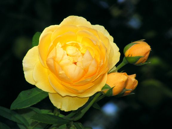 Graham Thomas photo gt2013_08160023_zps31644edb.jpg